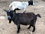 Pygmy Goats