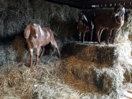 Nubian Bucklings