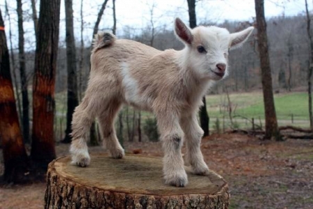 Nigerian Dwarf Goat - sheep, goats, animals, tennessee