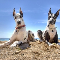 harlequin great dane