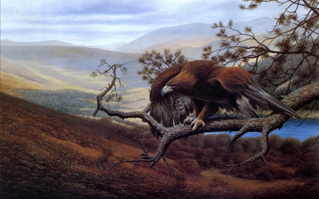 eagle - eagle, bird, branch, grass