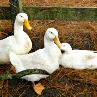 Beautiful white Pekin Ducks