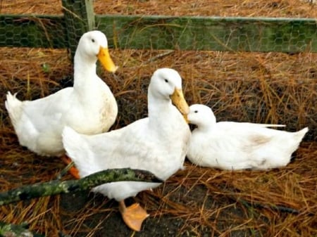 Beautiful white Pekin Ducks - ducks, farm, animals, tennessee