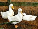 Beautiful white Pekin Ducks