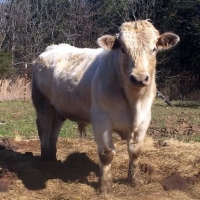 Charolais Bull