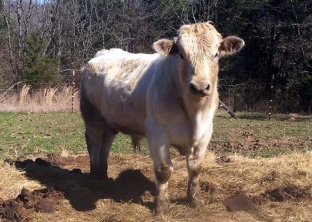 Charolais Bull - Tennessee, Animals, Farm, Cows