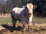 Charolais Bull