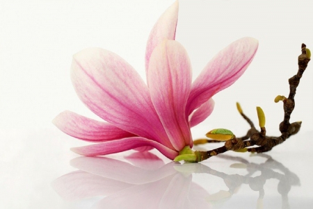 Pink Magnolia Flower - magnolia, flowers, still life, pink