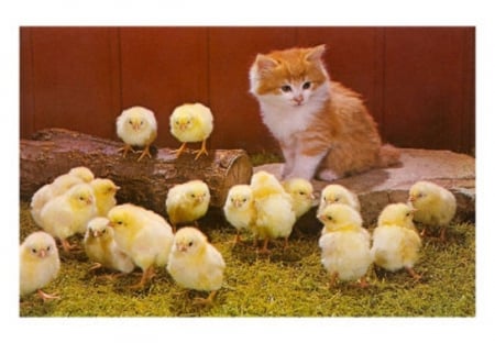 cute kitten and chicks - kitten, chicks, cute, cats, animals