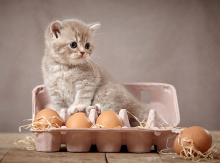 Preparing for Easter - eggs, animals, cats, easter, kitten