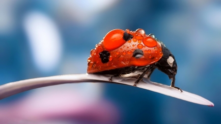 Ladybug - white, ladybug, petal, pink, red, blue, dot, black