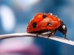 Ladybug