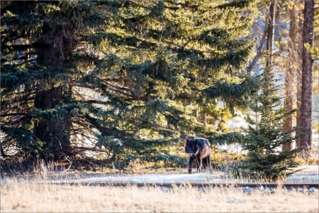 A Big Black Wolf - black, trees, animal, wolf, forest