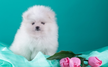 Puppy - blue, dog, spring, flower, pink, tulip, sweet, fluffy, white, animal, cute, puppy