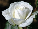 Drops on White Rose