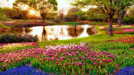 Tulips garden - sunlight, pond, beautiful, spring, grass, freshness, reflection, alleys, flowers, colorful, tulips, rays, garden, park