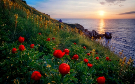 Coastal view - coast, beautiful, slope, sea, sunrise, reflection, wildflowers, glow, shore, sunset, view