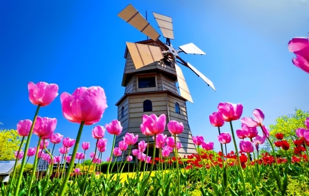 Holland mill - Holland, pretty, mill, spring, lovely, freshness, tulipsd, flowers, beautifil, dutch, windmill, sky