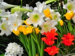 Easter Lilies