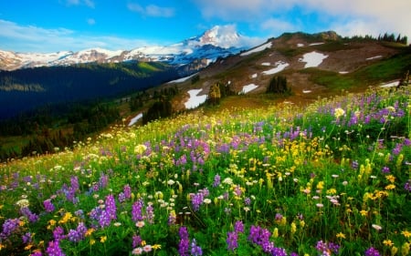 Mountain wildflowers - slope, valley, sky, freshness, carpet, landscape, mountain, hills, meadow, lovely, spring, pretty, beautiful, grass, wildflowers