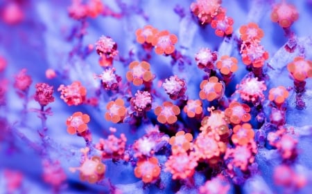 Flowers - flower, pink, skin, blue