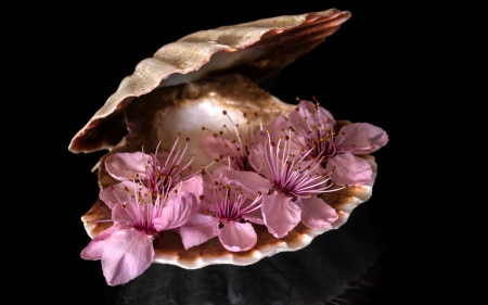 Spring in a shell - flower, pink, black, spring, blossom, shell, sakura