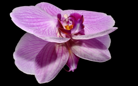 Orchid - black, orchid, flower, reflection, pink