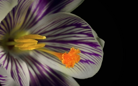 Crocus - black, white, yellow, purple, spring, crocus