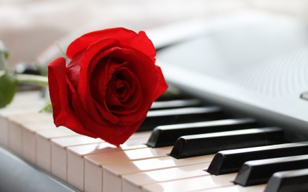 Rose - white, piano, red, instrument, black, rose, flower