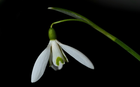 Snowdrop - black, white, snowdrop, green, spring, flower