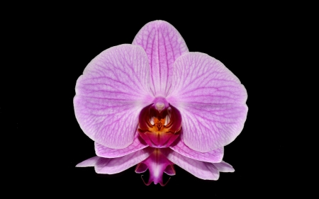 Orchid - orchid, flower, pink, black