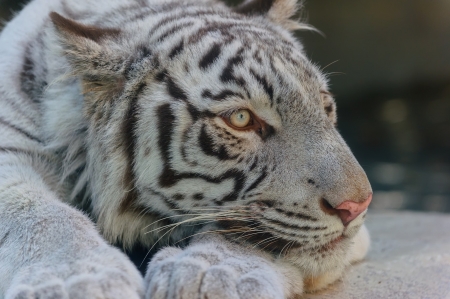 White Tiger - cat, animal, paw, tiger