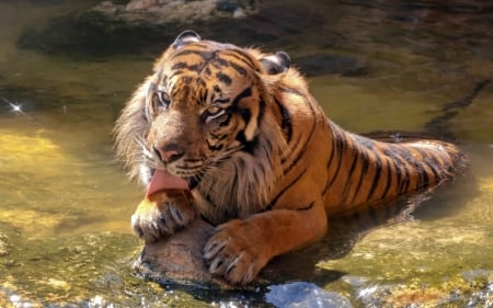 Tiger - lick, animal, Tiger, paw