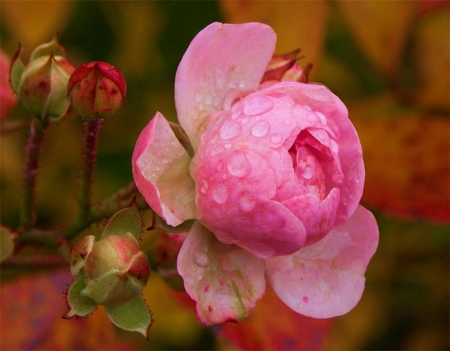 Pink Rose - buds, raindrops, petals, plant, blossom, garden