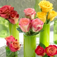 Beautiful Roses