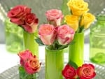 Beautiful Roses