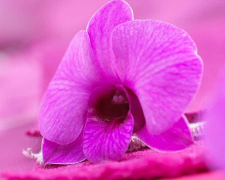 Beautiful Orchid - orchid, flower, petals, pink