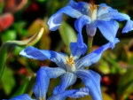 elegant blue flowers