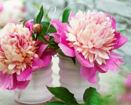 Beautiful Flowers - bloom, flowers, jars, pink