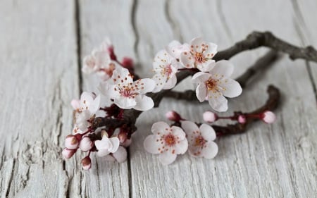 Beautiful Flowers - flowers, petals, bloom, wood