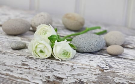 Beautiful Flowers - flowers, stones, roses, petals