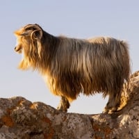 mountain goat