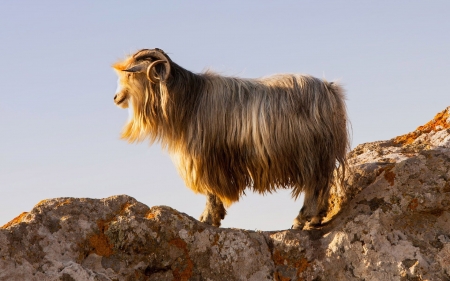 mountain goat - rock, goat, animal, mountain