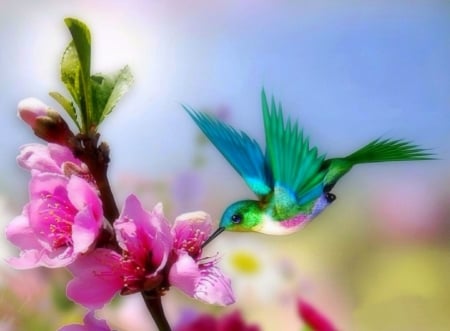 Pretty Hummingbird