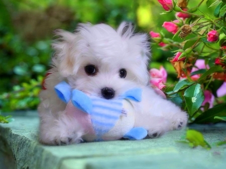 Cute in the Garden - puppy, animals, spring, nature, love four seasons, dogs, flowers, colors, cute, garden