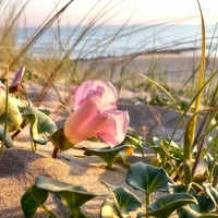 Pink Flower near the Beach