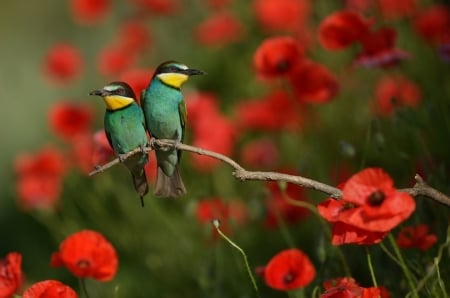 Lovely Birds - field, poppy, birds, beautiful