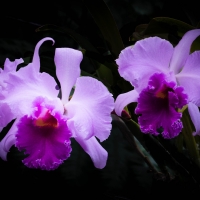 Orchids