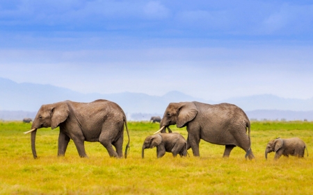 Elephant - trunk, animal, nature, Elephant