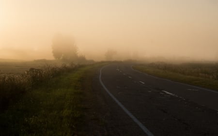 Fog - grass, Fog, tree, mist